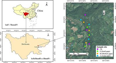 Effects of Forest Gaps on the Structure and Diversity of Soil Bacterial Communities in Weeping Cypress Forest Plantations